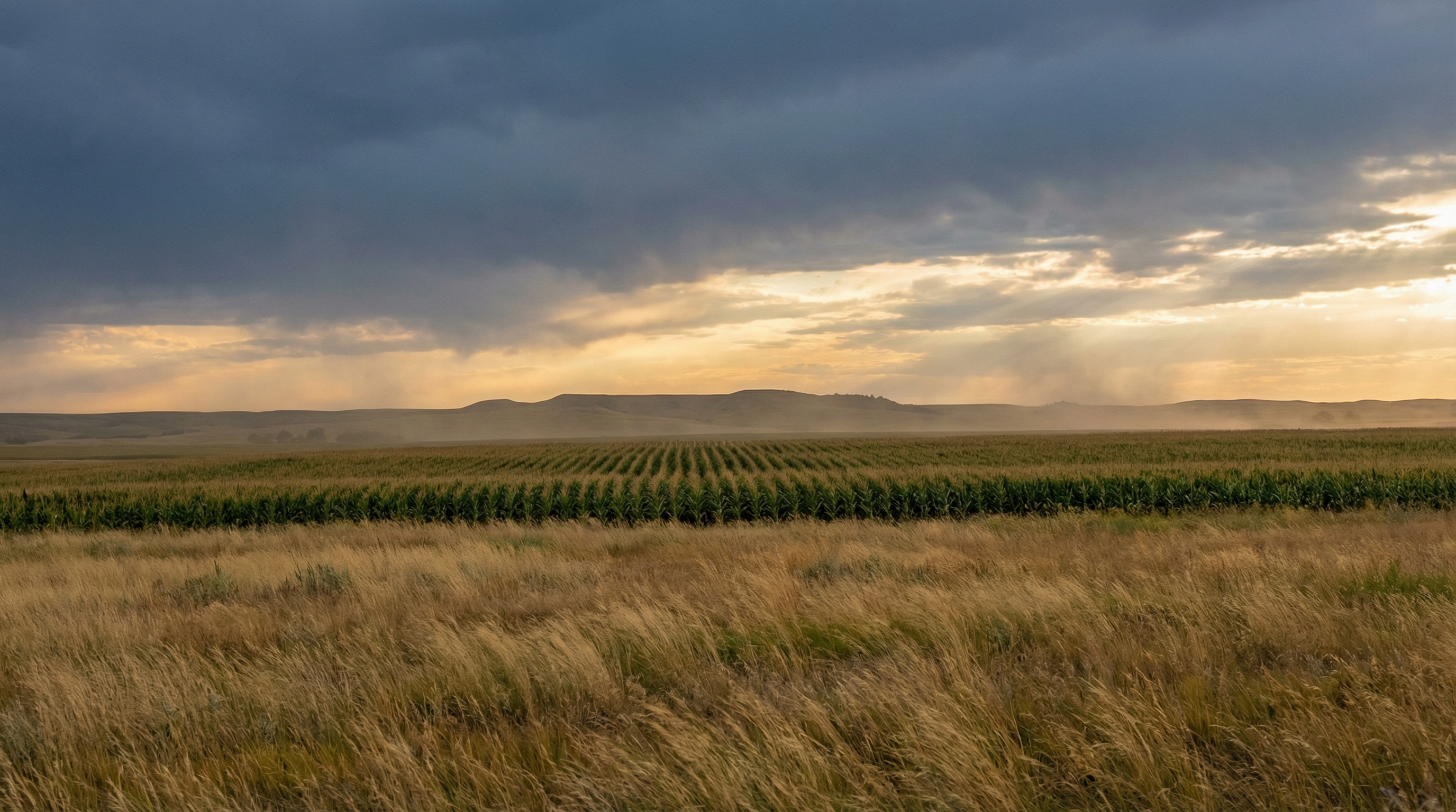 Dakota prairie landscape with corn fields at golden hour